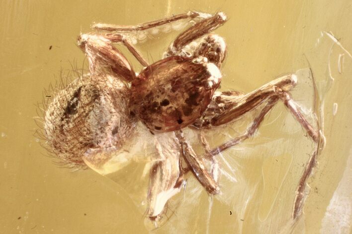 Detailed Fossil Spider (Araneae) In Baltic Amber #352844